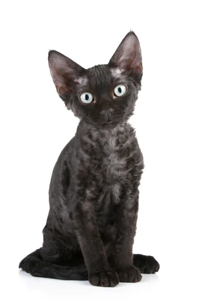 Devon-Rex raza gato negro — Foto de Stock