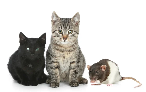 Två charmiga multi-färgade katter och en råtta — Stockfoto