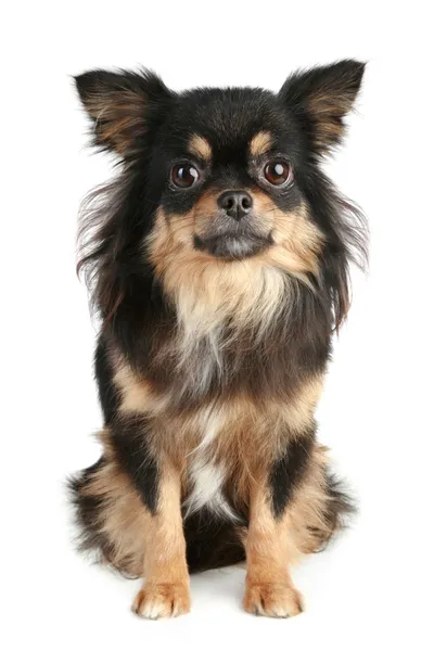 Cachorro chihuahua de cabelos longos — Fotografia de Stock