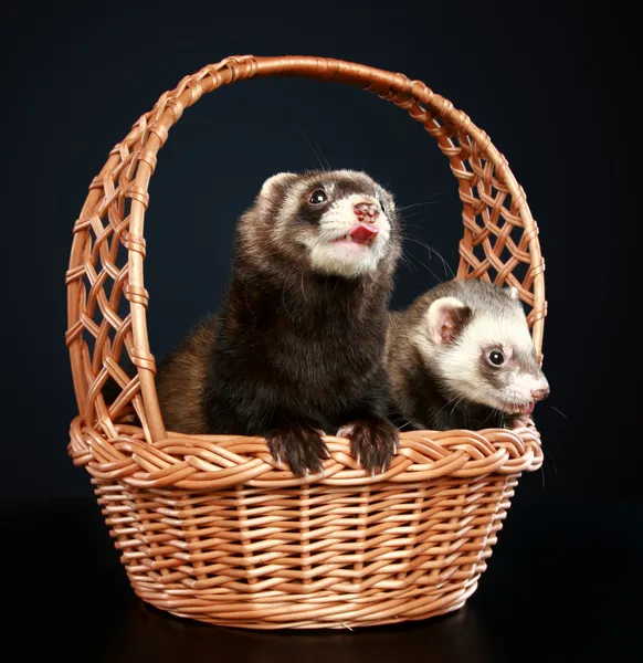 Two Ferrets in wattled basket — Stock Photo, Image