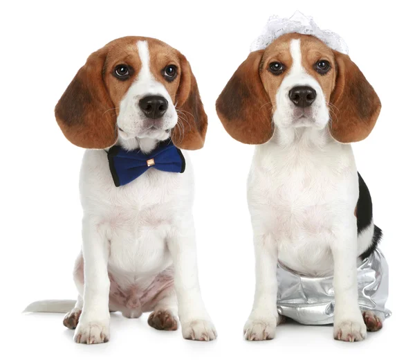Brudgummen och bruden (beagle hund) — Stockfoto