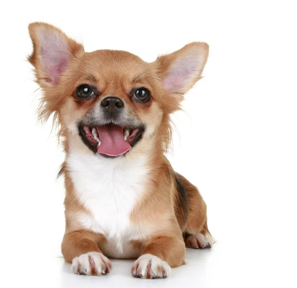 Braune langhaarige Chihuahua-Welpen — Stockfoto