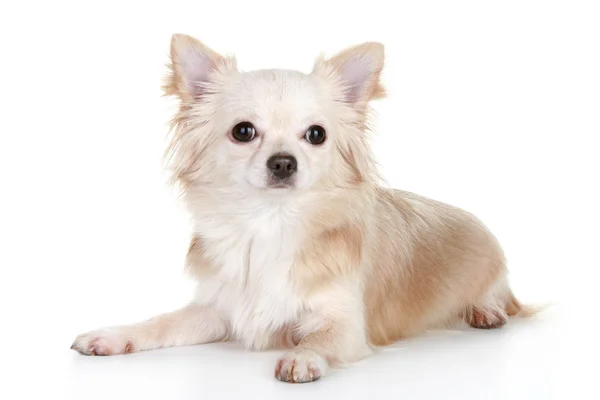Szczeniak Chihuahua leżącego na białym tle — Zdjęcie stockowe