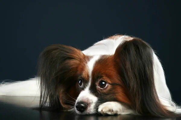 Pies rasy Papillon — Zdjęcie stockowe