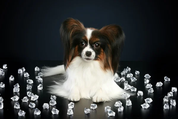 stock image Beautiful dog breeds papillon lies among crystals