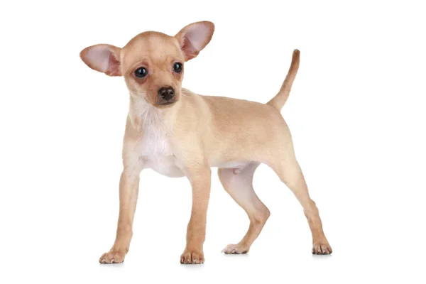 Toy terrier puppy stands — Stock Photo, Image