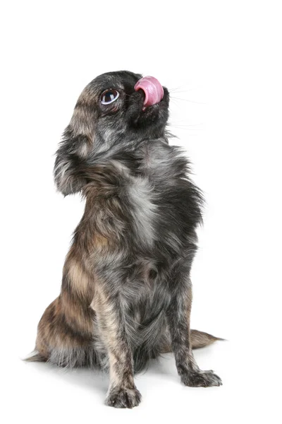 Uzun saçlı chihuahua köpek — Stok fotoğraf