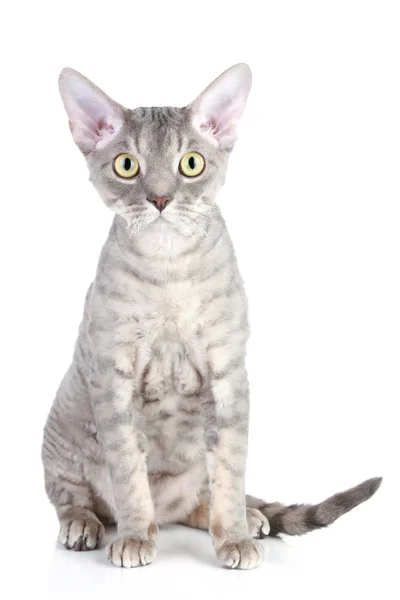 Devon Rex cat breed — Stock Photo, Image