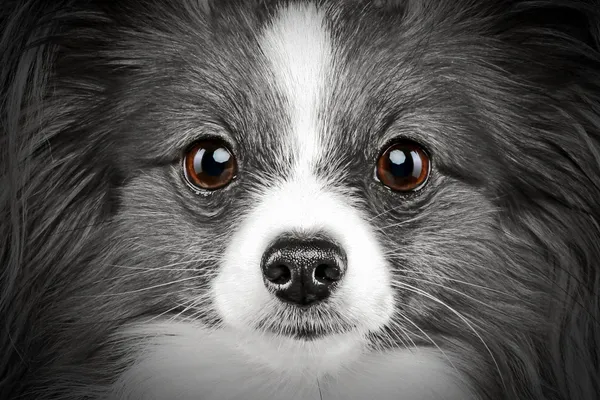 Портрет крупным планом собаки-папиллона — стоковое фото