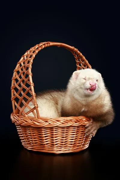 Divertente furetto albino in cesto di wattled — Foto Stock