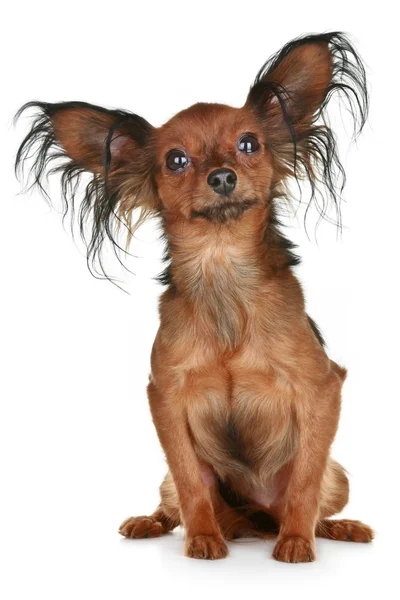 Dlouhé vlasy-ruský toy teriér plemeno psa — Stock fotografie