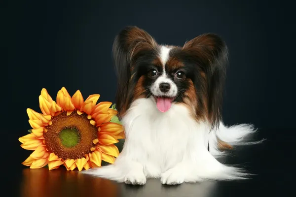 Pes plemene Papillon s slunečnice — Stock fotografie