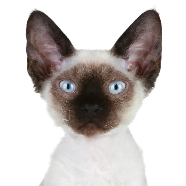 Портрет кошки Девона-Рекса крупным планом — стоковое фото