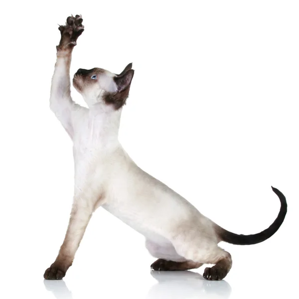 Devon Rex cat pulls paw upwards — Stock Photo, Image