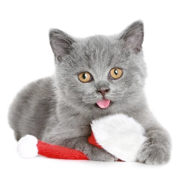 Brit Rövidszőrű cica santa piros kalapban — Stock Fotó