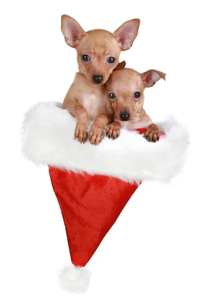 Due terrier giocattolo russo nel cappuccio di Natale — Foto Stock