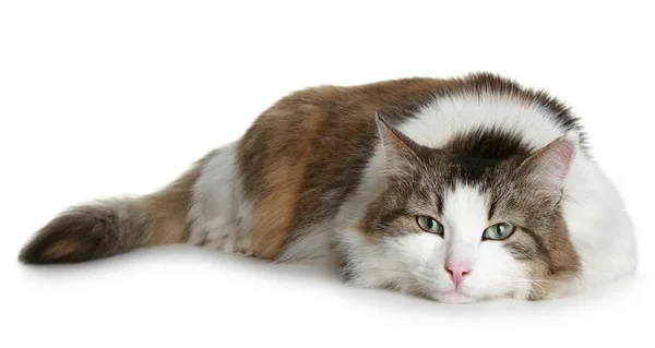 Büyük tüylü kedi ile beyaz renkler kahverengi — Stok fotoğraf