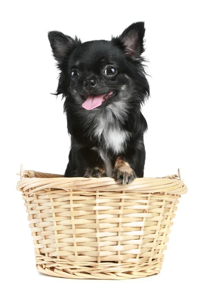 Grappige chihuahua puppy in Chalinolobus mand — Stockfoto