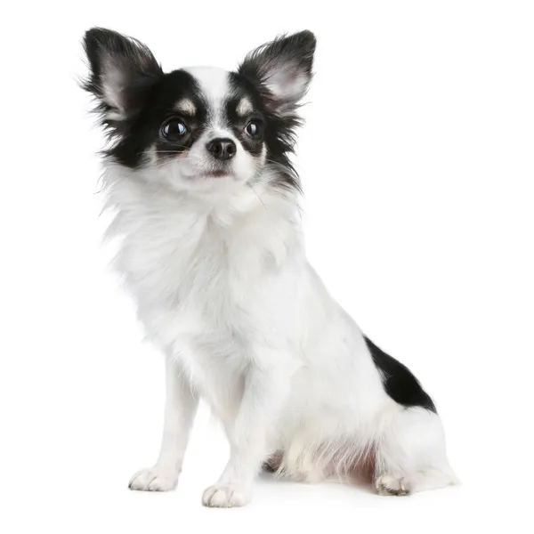 Chihuahua długowłosy pies siedzi na białym tle — Zdjęcie stockowe