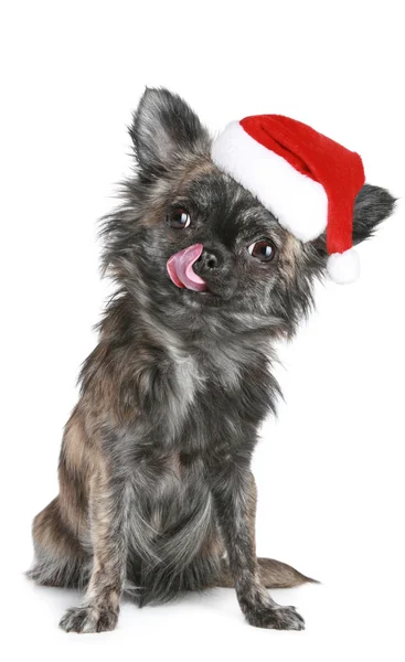 Chihuahua cachorro no chapéu de Natal — Fotografia de Stock