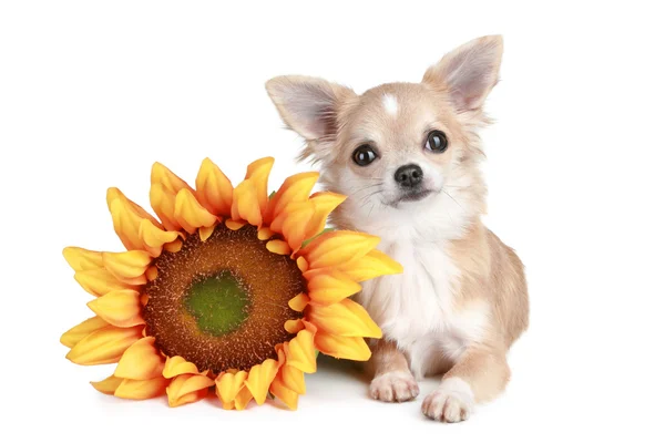 Pies chihuahua białe kłamstwa ze słonecznikiem — Zdjęcie stockowe