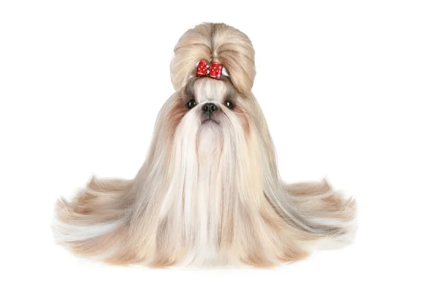 Pies rasy shih-tzu — Zdjęcie stockowe