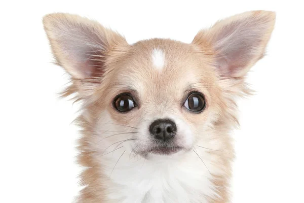 チワワの子犬のクローズ アップの肖像画 — ストック写真
