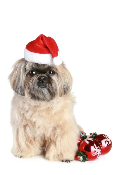 Perro de raza shih-tzu en sombrero de Navidad —  Fotos de Stock