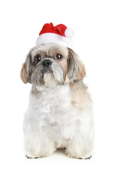 Cane di razza shih-tzu in cappello di Natale — Foto Stock