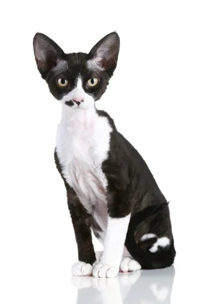 白い背景の上に座っている-デボンレックス猫 — ストック写真