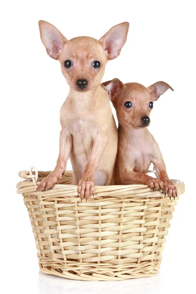 Two tiny toy terrier in basket — Stock Photo, Image