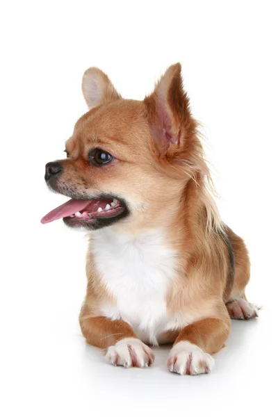 茶色の長い髪のチワワの子犬 — ストック写真