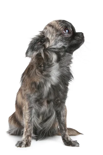 Långhårig chihuahua hunden — Stockfoto