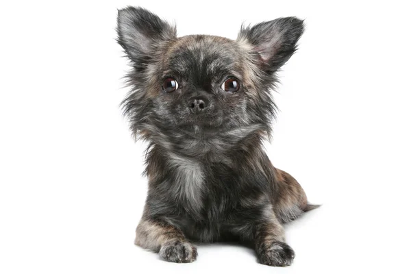 Dlouhé vlasy-čivava pes — Stock fotografie