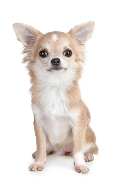Chihuahua cucciolo seduto su uno sfondo bianco — Foto Stock
