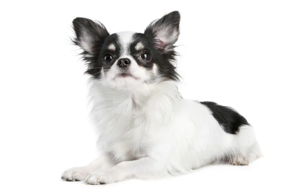 Chihuahua aux cheveux longs couché sur un fond blanc — Photo