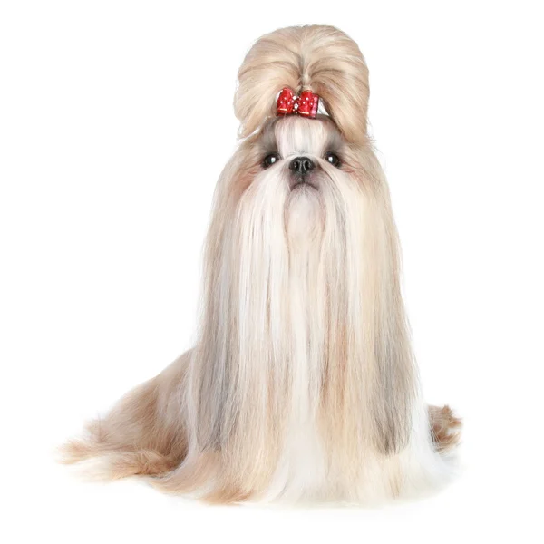 Cão de raça shih-tzu — Fotografia de Stock