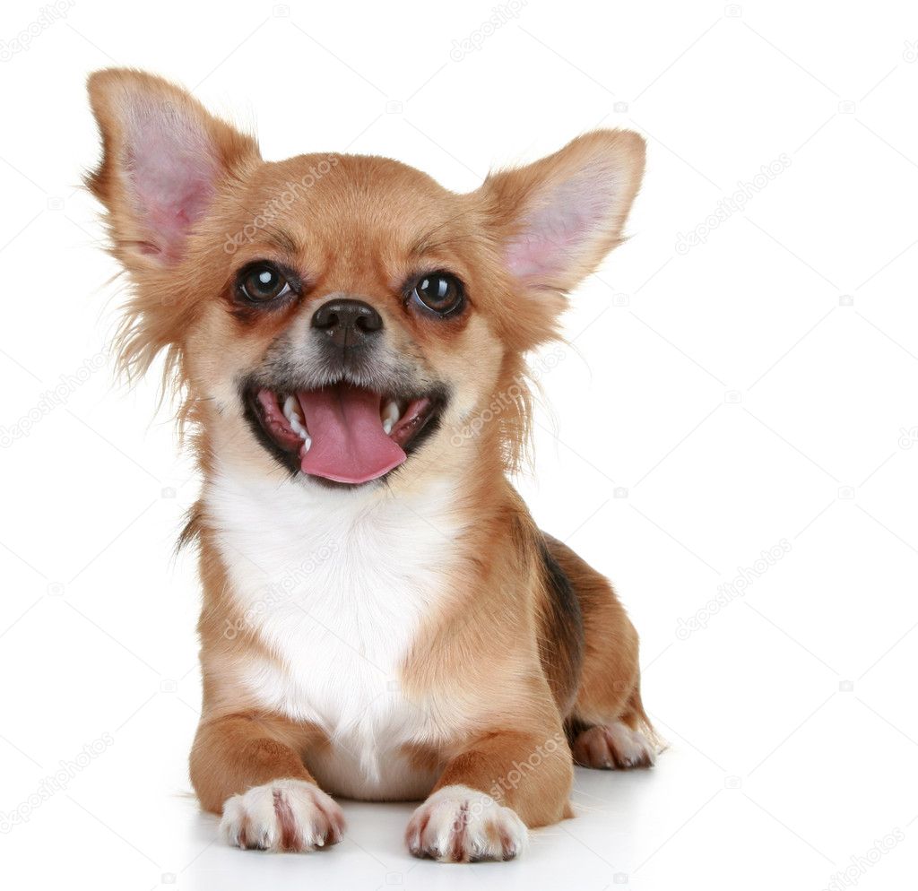 Brown longhaired chihuahua puppy — Stock Photo