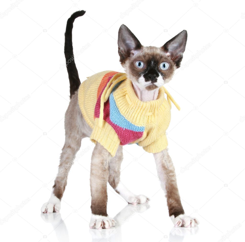 Cat breed Devon-rex in a sweater
