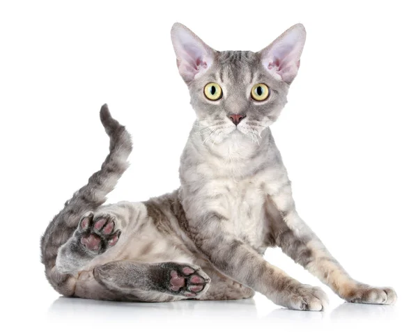 Порода кішок Девон Рекс — стокове фото