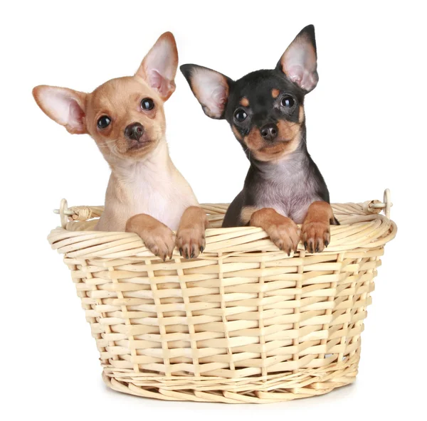 Two toy terrier puppy in wattled basket — Stock Photo, Image