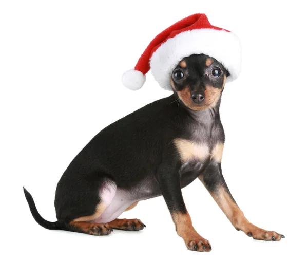 Toy Terrier em boné de Natal — Fotografia de Stock