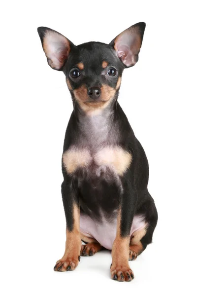 Pies terrier zabawka — Zdjęcie stockowe