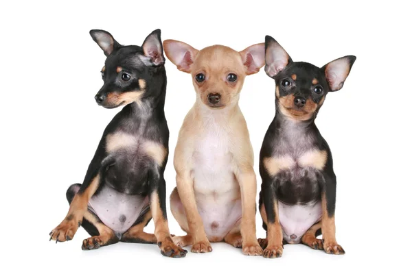 Drie grappige chihuahua pup — Stockfoto