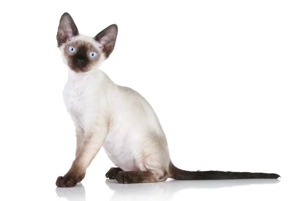 デボンレックス猫 — ストック写真