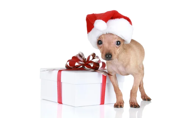 Funny Toy Terrier in Christmas cap with gift — Stock Photo, Image