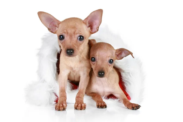 Två toy terrier i jul cap — Stockfoto