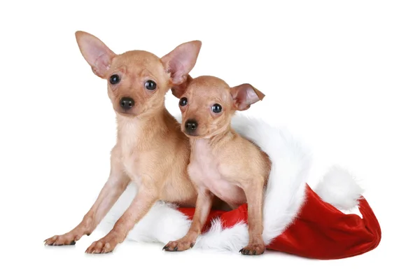 Dois brinquedo terrier em boné de Natal — Fotografia de Stock