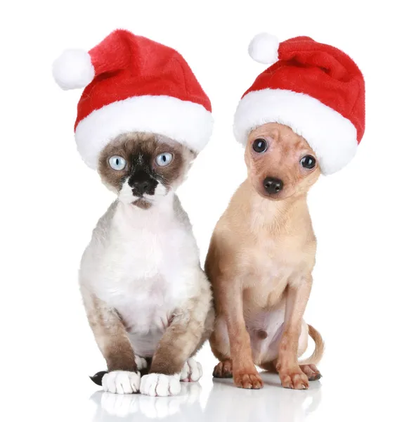 Смешной девон-рекс кот и игрушечный терьер в рождественских шляпах — стоковое фото