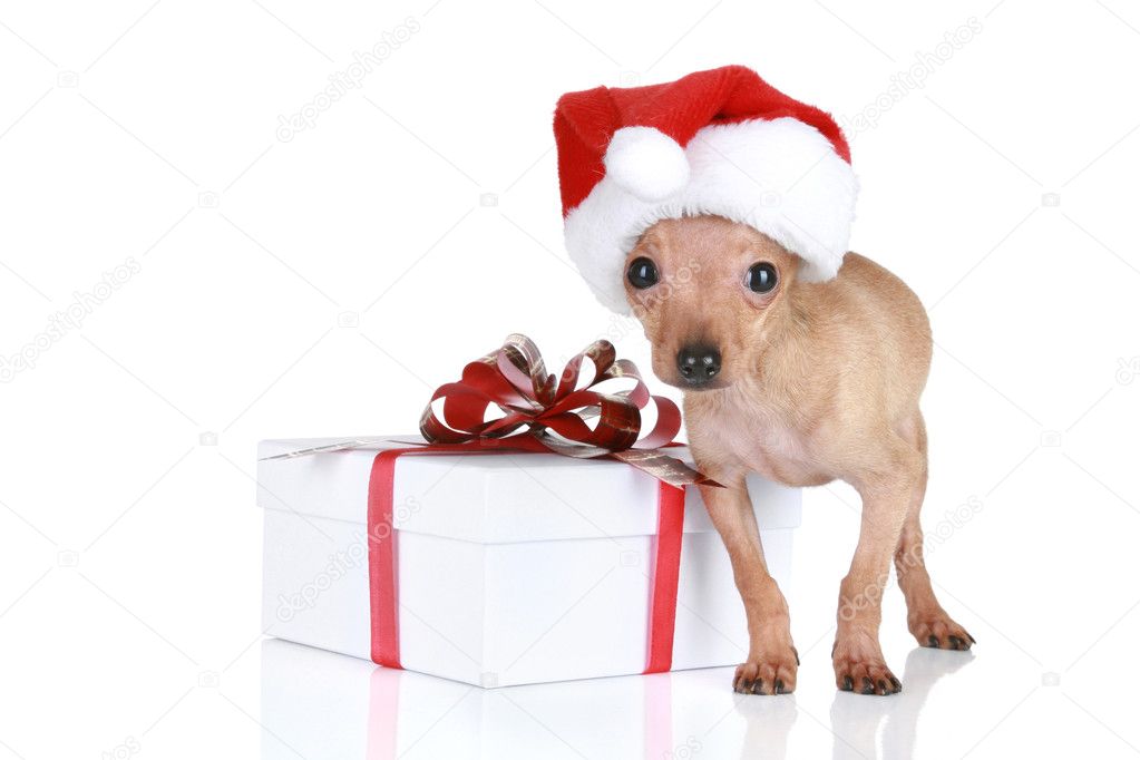 Funny Toy Terrier in Christmas cap with gift
